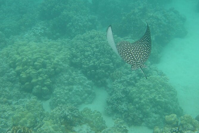 Two Stop Snorkel and Shipwreck from Dockyard - Why the small group changes the experience