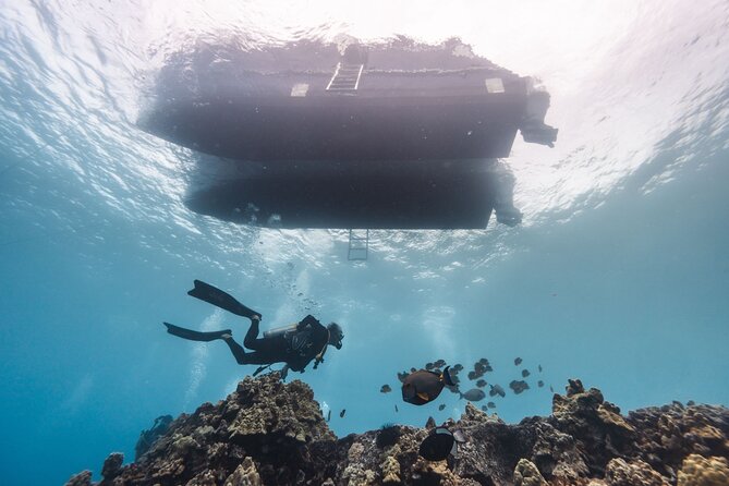 Two Tank Morning Reef Dive and Snorkel - A morning built around two underwater sites
