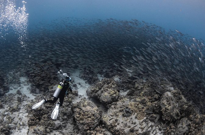 Two Tank Morning Reef Dive and Snorkel - The human side of the crew