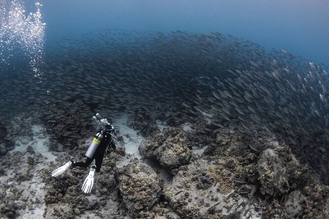 Two Tank Morning Reef Dive and Snorkel - What the two sessions may feel like
