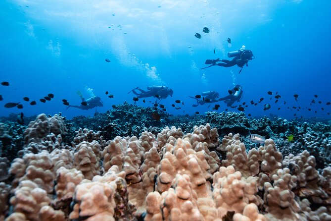 Two Tank Morning Reef Dive and Snorkel - What is included, and what is not