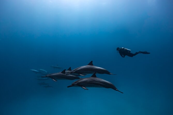 Two Tank Morning Reef Dive and Snorkel - Who will get the most from this outing