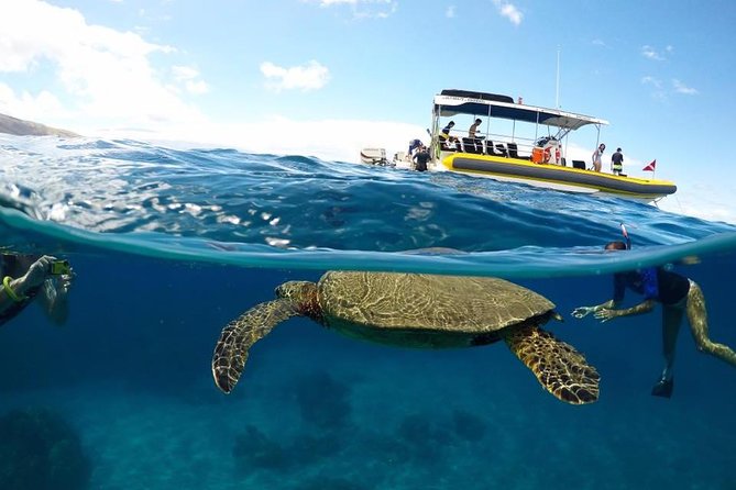 Ultimate 4 Hour Lanai Snorkel and Dolphin Encounter - Key points to know before booking