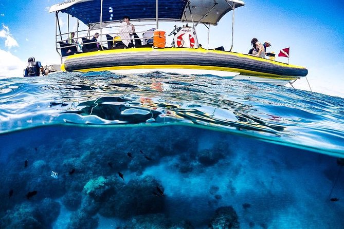 Ultimate 4 Hour Lanai Snorkel and Dolphin Encounter - Snacks, equipment, and conservation value