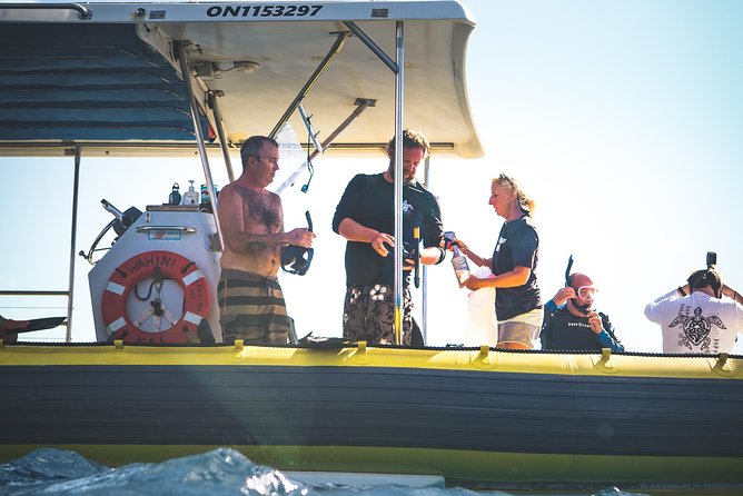 Ultimate 4 Hour Lanai Snorkel and Dolphin Encounter - Whale season changes the outing