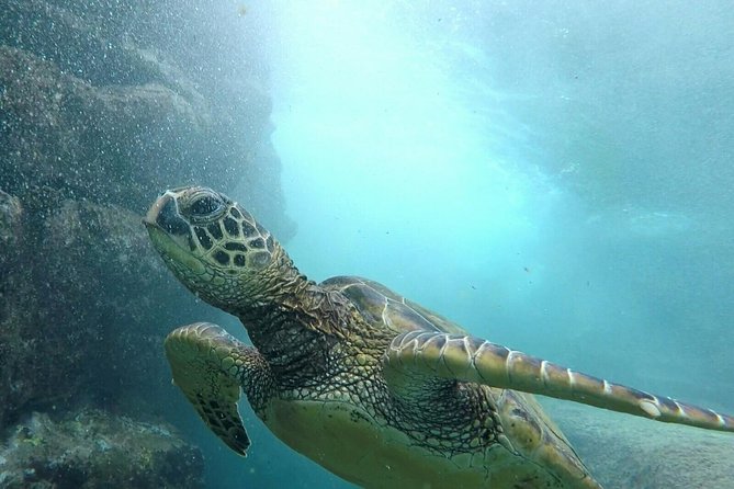Ultimate Ocean Encounters Midday Snorkel - Quick take: what makes this Kona snorkel worth considering