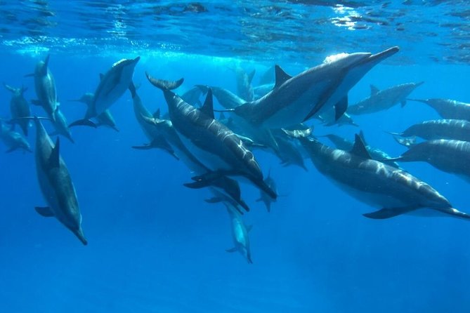 Ultimate Ocean Encounters Midday Snorkel - The boat ride is part of the wildlife outing