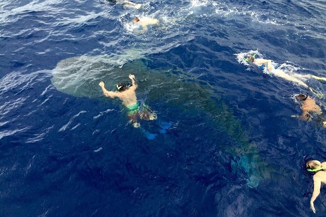 Ultimate Ocean Encounters Midday Snorkel - What the crew adds to the experience