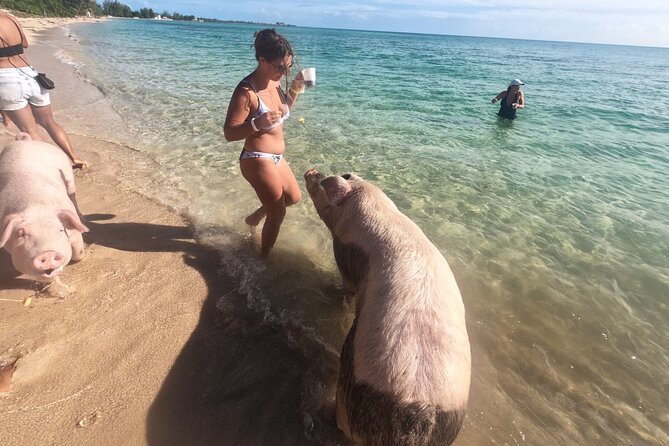 Ultimate SeaXscape Pigs/Turtles/Snorkel/Lunch/Drinks/PU/DO - Key points to know before booking