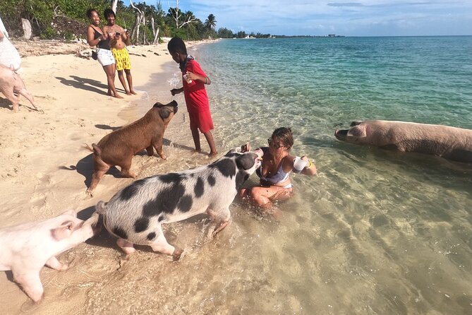 Ultimate SeaXscape Pigs/Turtles/Snorkel/Lunch/Drinks/PU/DO - Looking for sea turtles in Nassau’s clear water