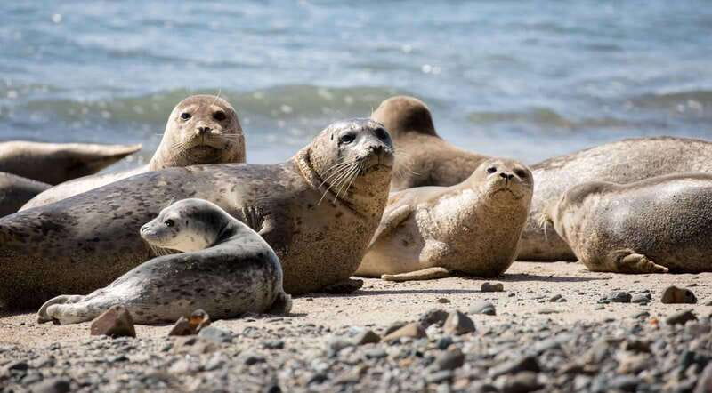 Vancouver: Snorkeling Seals Kayaking Scenic Boat Tour - Warm Drinks, Snacks, and Simple Comforts