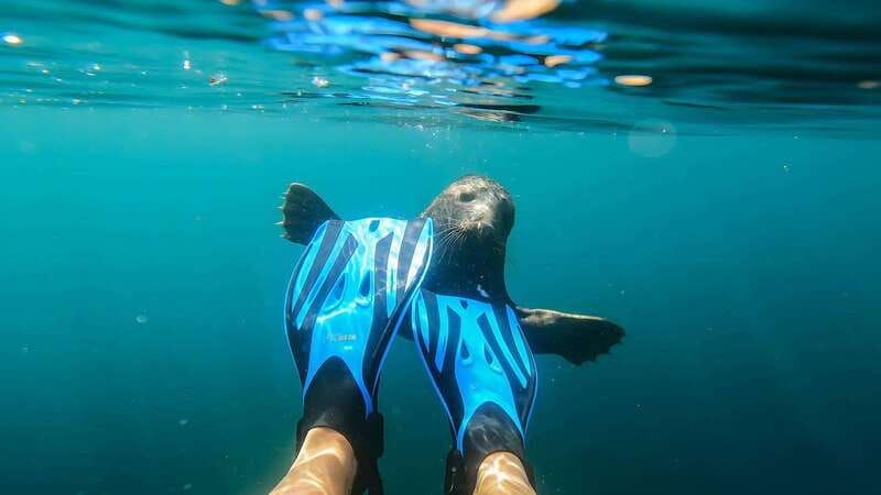 Vancouver: Snorkeling Seals Kayaking Scenic Boat Tour - Is the $66.72 Price Good Value?