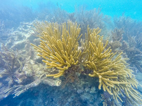 Viator Exclusive: Tulum Ruins, Reef Snorkeling, Cenote and Caves - The long road from Cancun