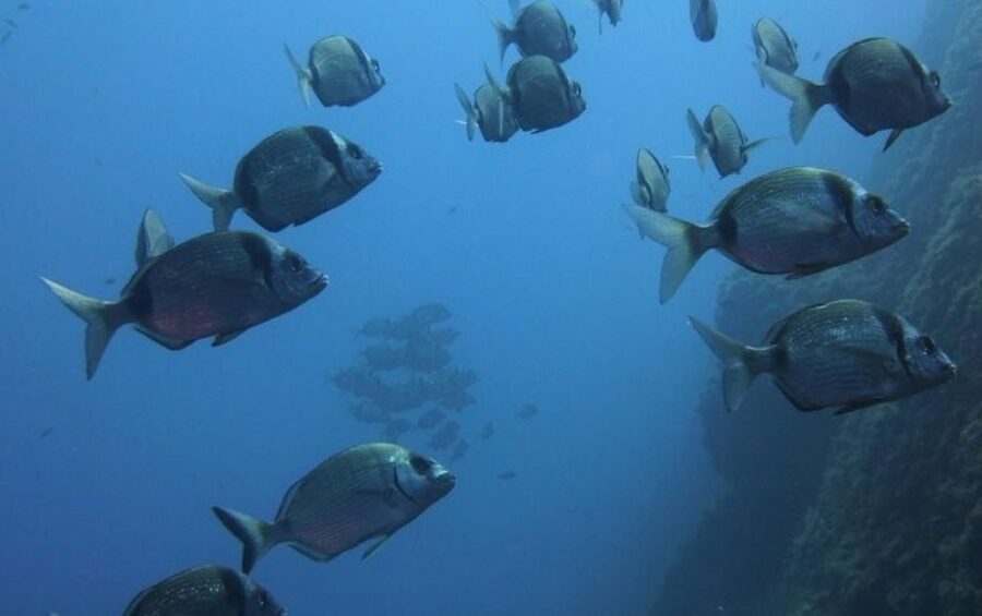 Villasimius: Capo Carbonara Boat and Snorkeling Tour - The 25-minute break between water sessions
