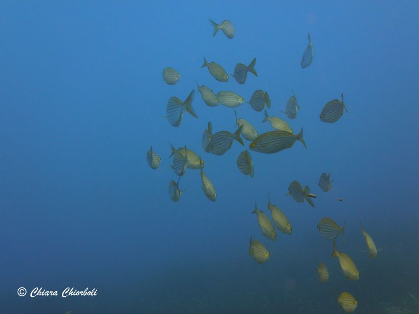 Villasimius: Capo Carbonara Boat and Snorkeling Tour - What the $60 price really covers