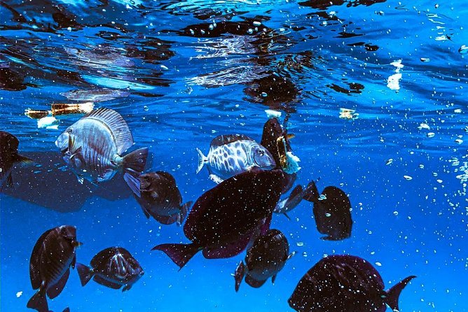 VIP Morning Delight Champagne Sailing and Snorkeling with Lunch - A quiet start from Hadicurari Fishermen’s Pier