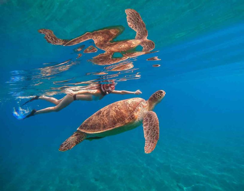 Waikiki: 5-in-1 Turtle Snorkeling Trip with Shuttle Option - A good match for families and mixed groups
