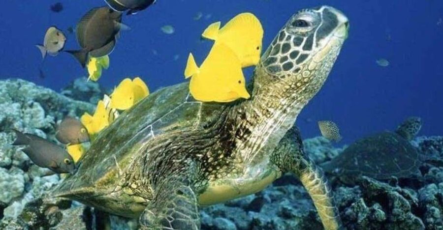 Waikiki Beach: Turtle Snorkeling and Sailing on Hāwea - What the water feels like for swimmers