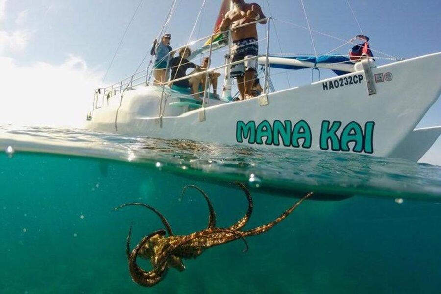 Waikiki Beach: Turtle Snorkeling and Sailing on Hāwea - The crew’s role in making the swim work