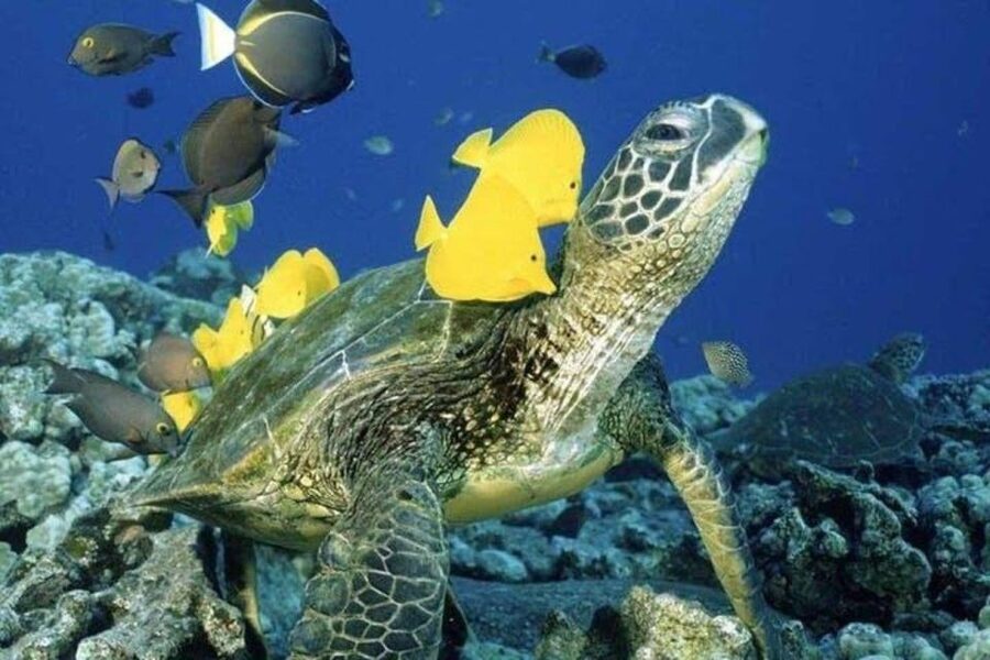 Waikiki Beach: Turtle Snorkeling and Sailing on Hāwea - Turtle Canyon and the search for sea turtles
