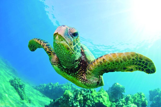Waikiki Catamaran Snorkel Sail with Lunch: Turtles Guaranteed - What Makes Turtle Canyon Special