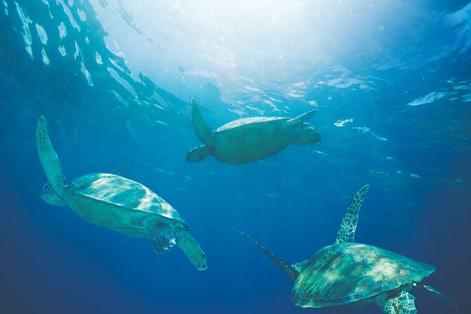 Waikiki Catamaran Snorkel Sail with Lunch: Turtles Guaranteed - Is $134.95 a Fair Price?
