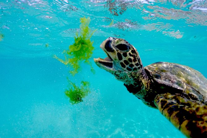 Waikiki Catamaran Snorkel Sail with Lunch: Turtles Guaranteed - Practical Details That Affect Your Day