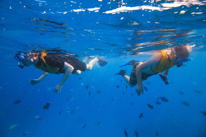 Waikiki, Hawaii: Deluxe Snorkel and Wildlife Cruise - From Kewalo Basin to the Waikiki coast