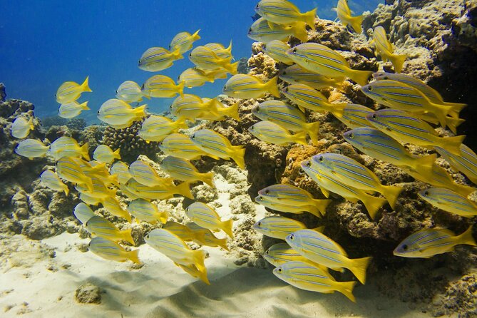 Waikiki, Hawaii: Deluxe Snorkel and Wildlife Cruise - Diamond Head views and the ride back