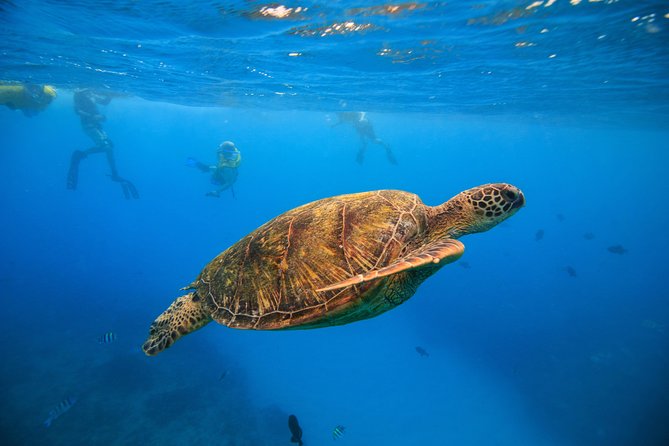 Waikiki, Hawaii: Turtle Canyon Snorkel Excursion - Key points to know before booking