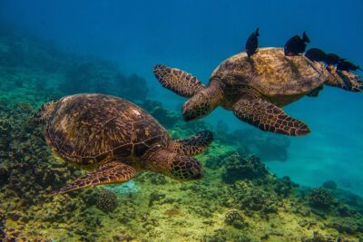 Waikiki, Hawaii: Turtle Canyon Snorkel Excursion