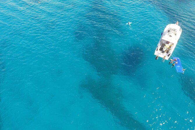 Waikiki, Hawaii: Turtle Canyon Snorkel Excursion - Snorkeling with turtles at Turtle Canyon