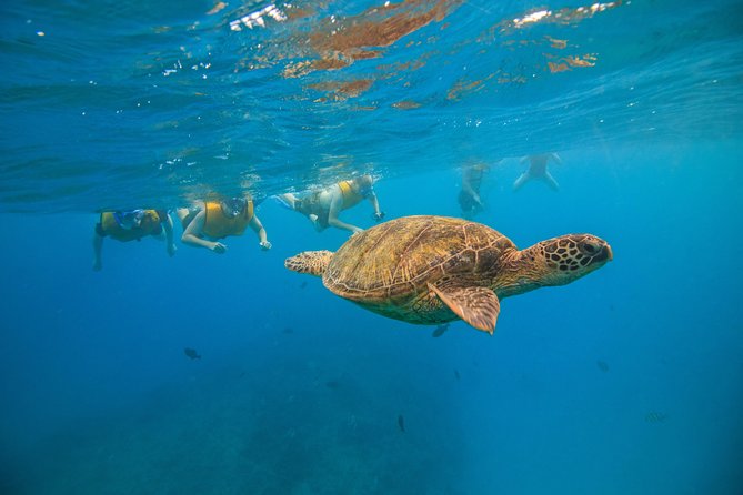 Waikiki, Hawaii: Turtle Canyon Snorkel Excursion - Equipment, clothing, and comfort