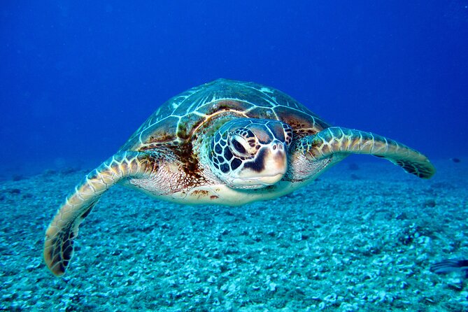 Waikiki: Turtle Canyon Snorkel - The catamaran ride along Waikiki’s coast