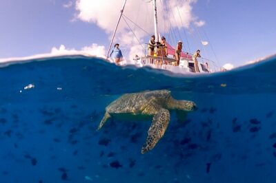 Waikiki: Turtle Canyon Snorkel