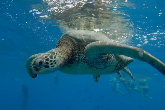 Waikiki: Turtle Canyon Snorkel - Weather, cancellations, and timing