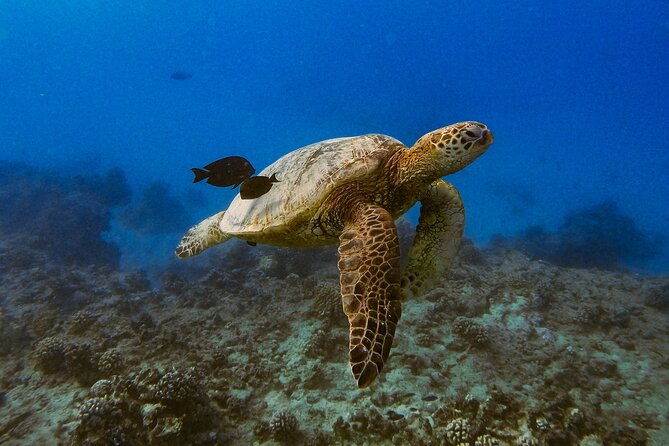 Waikiki Turtle Canyon Snorkel: Turtles Guaranteed - Other marine life and winter whale season