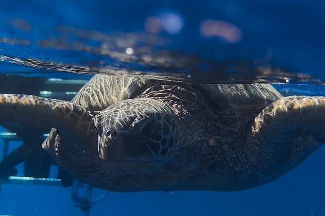 Waikiki Turtle Canyon Snorkel: Turtles Guaranteed - Safety, seasickness, and practical comfort