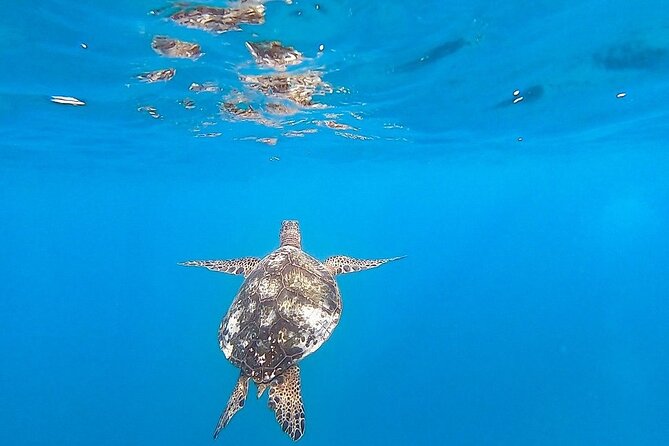 Waikiki Turtle Snorkel and Sail on Hawea Catamaran - Price, timing, and overall value