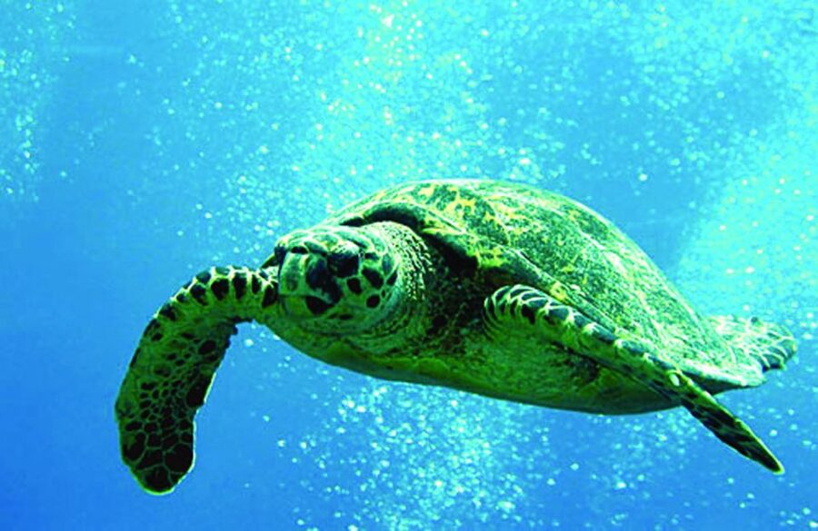 Waikoloa Catamaran Snorkel & Sail Adventure with Lunch - Snorkeling for beginners, children, and mixed groups