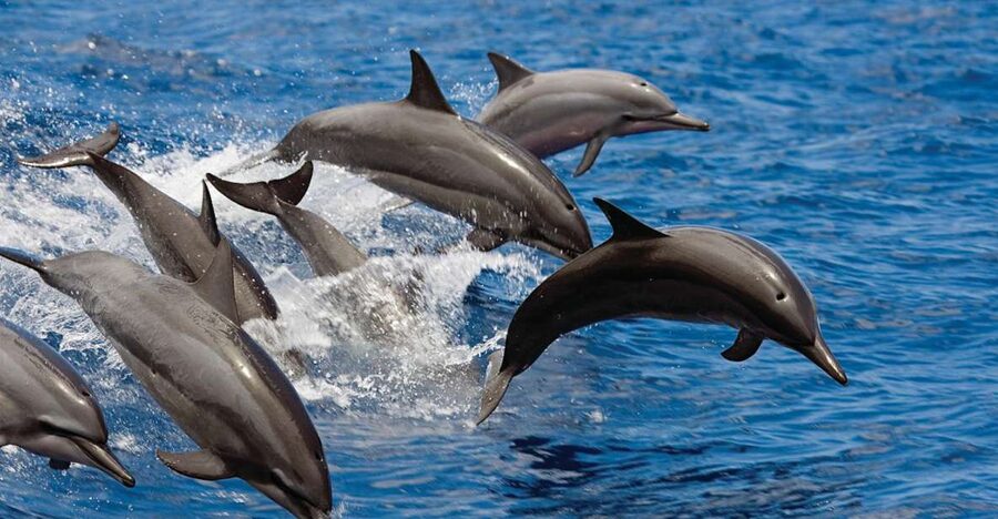 Waikoloa Catamaran Snorkel & Sail Adventure with Lunch - How the views compare with a land tour