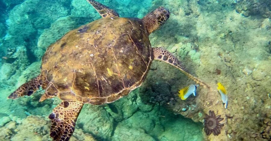Wailea Beach: Snorkeling for Non-Swimmers Guided Tour - What makes this Wailea snorkeling tour useful