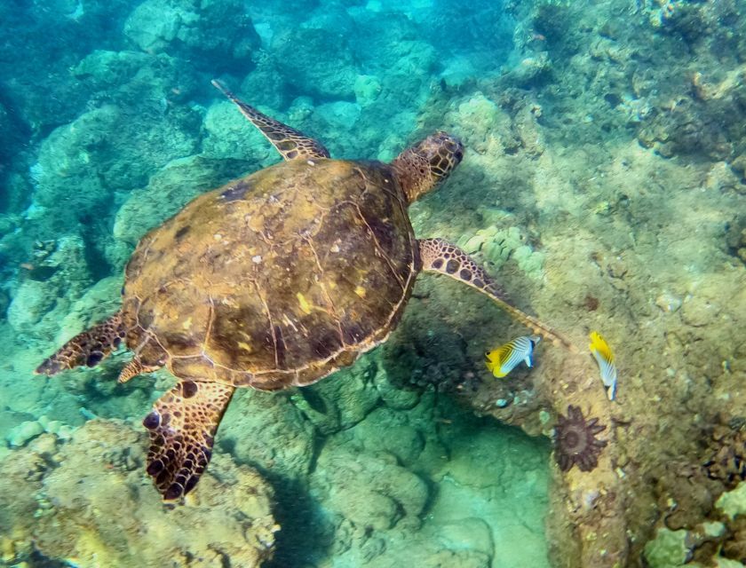 Wailea Beach: Snorkeling for Non-Swimmers Guided Tour - The short move into 10 to 20 feet of water