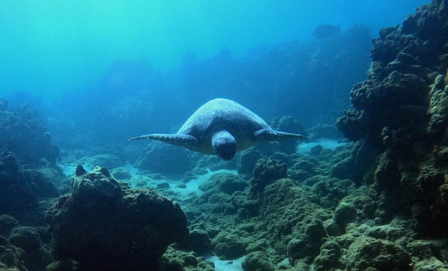 Wailea Beach: Snorkeling for Non-Swimmers Guided Tour - Wailea Beach makes the logistics simple