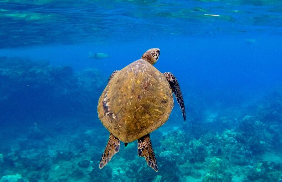 Wailea Beach: Snorkeling for Non-Swimmers Guided Tour - What the $149 price includes