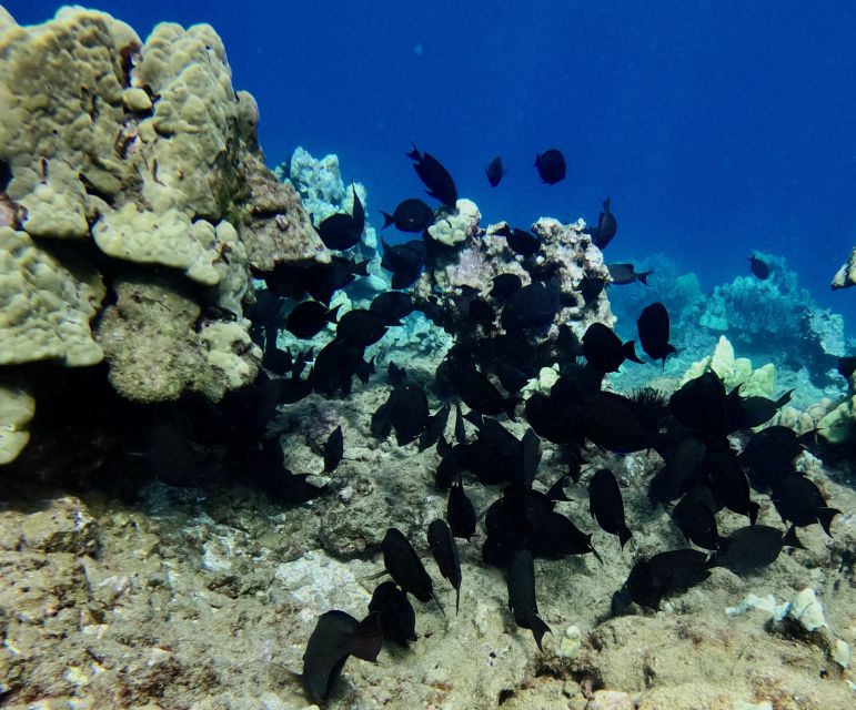 Wailea Beach: Snorkeling for Non-Swimmers Guided Tour - Guides who make beginners feel safe