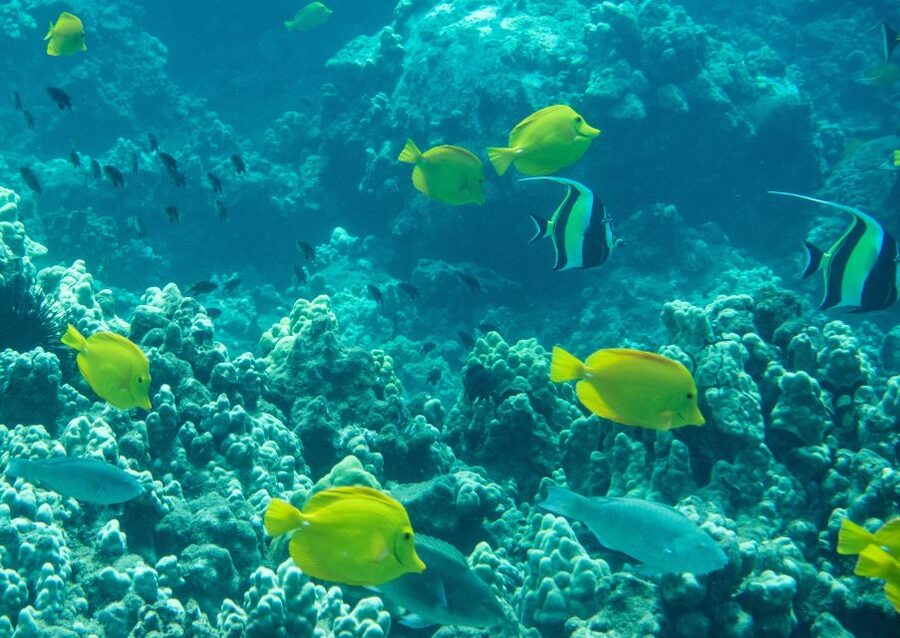 Wailea Beach: Snorkeling for Non-Swimmers Guided Tour - Learning to float before looking for fish