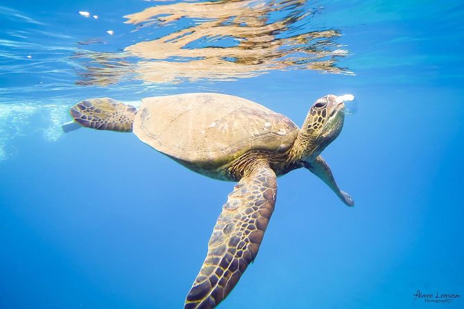 West Maui Afternoon Snorkel from Ka’anapali Beach - Is $156.16 a fair price?