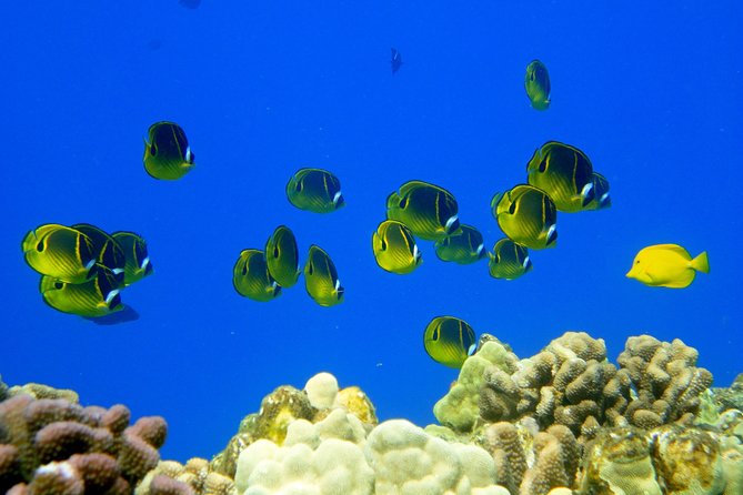 West Maui Snorkeling Experience by Boat from Ka'anapali - The boat, group size, and comfort level