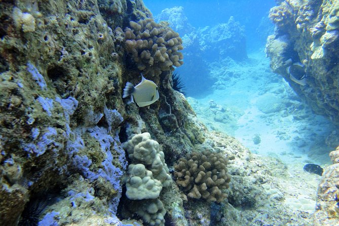 West Maui Snorkeling Experience by Boat from Ka'anapali - Honolua Bay and the first look below the surface